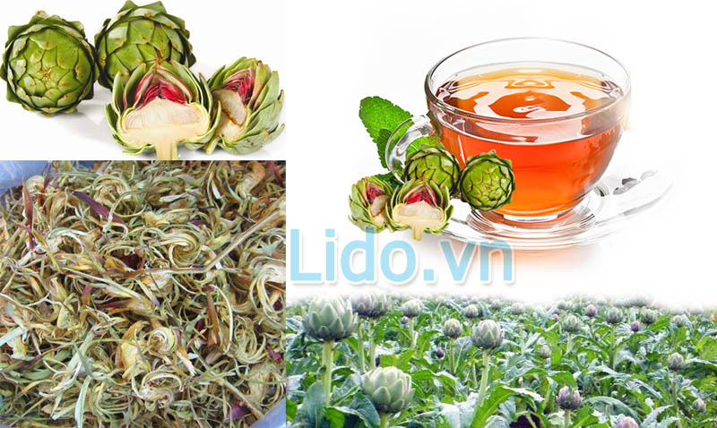 Atiso Đà Lạt Atiso Đà Lạt