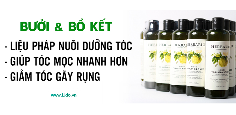 Công dụng dầu gội bưởi và bồ kết Công dụng dầu gội bưởi và bồ kết